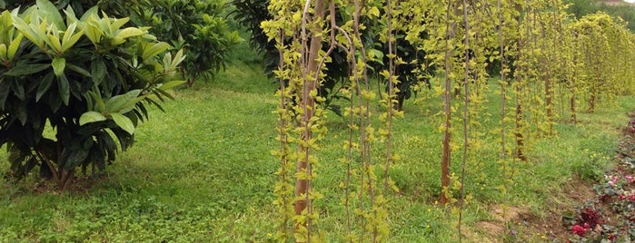 Ulus Meyve Bahcesi is one of bişi.