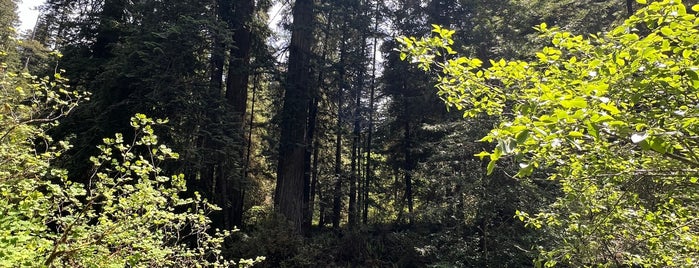 Jedediah Smith Redwoods State Park is one of December 17.