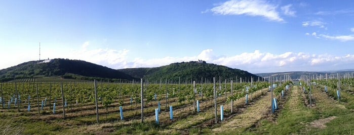 Hajszan's Buschenschank am Nussberg is one of Dieter'in Beğendiği Mekanlar.