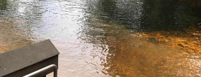 Lafayette Blue Springs State Park is one of FL Springs.