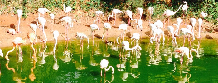 Jardin Zoologique de Rabat is one of Tempat yang Disukai Victoria.
