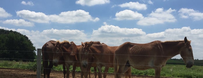 Amish Country is one of Close to Peach Bottom, PA & Casinos, Museums, Bars.