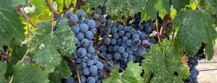 Parma Ridge Vineyards is one of boise.
