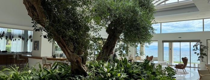 Domes Miramare, a Luxury Collection Resort, Corfu is one of Babiana.