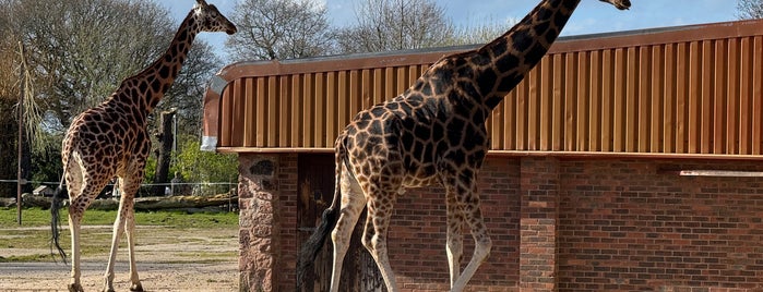 Giraffe Enclosure is one of Animal.