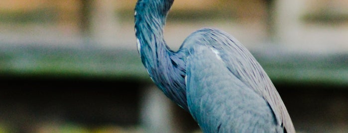 Wakodahatchee Wetlands is one of Great Florida Birding Trail.