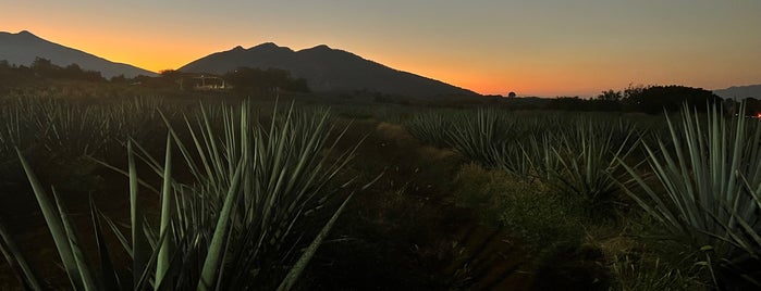 Jarritos la Puerta del Agave is one of สถานที่ที่บันทึกไว้ของ Zira.