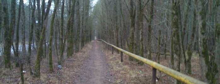 Страшный корытовский лес is one of Tempat yang Disukai Анжелика.
