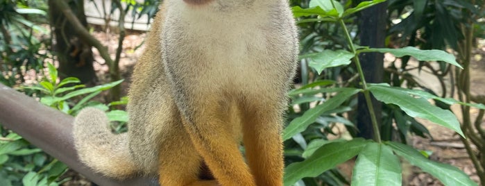 Squirrel Monkey Forest is one of Che’s Liked Places.