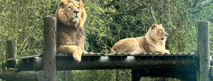 Cotswold Wildlife Park is one of Top 10 favorites places in Oxfordshire, UK.