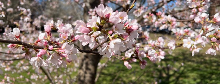 Branch Brook Park Cherry Blossom Track is one of Lenny 님이 좋아한 장소.