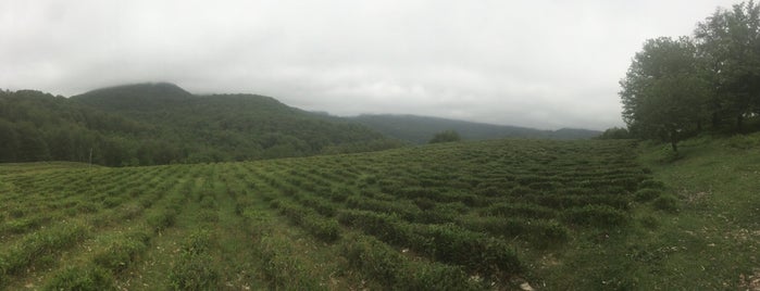 Чайные плантации «Хоста чай» is one of Lugares favoritos de Alik.