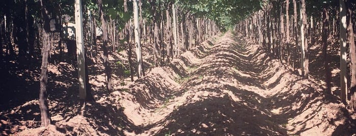 Bodega Familia Zuccardi is one of T-MDZ.