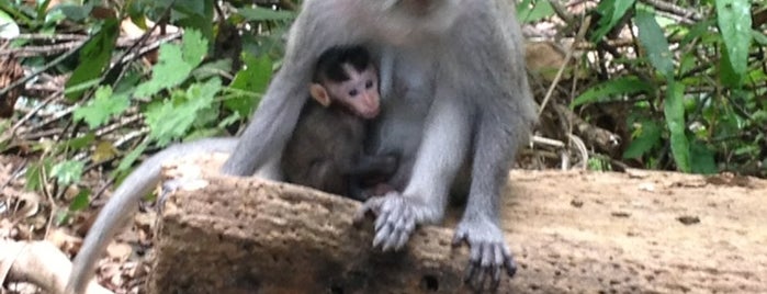 Sacred Monkey Forest Sanctuary is one of Bali trip.