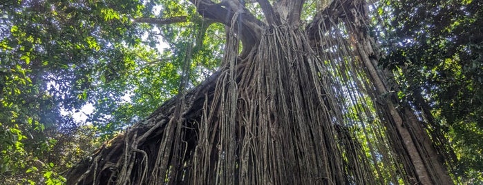Curtain Tree Fig is one of other cities.....