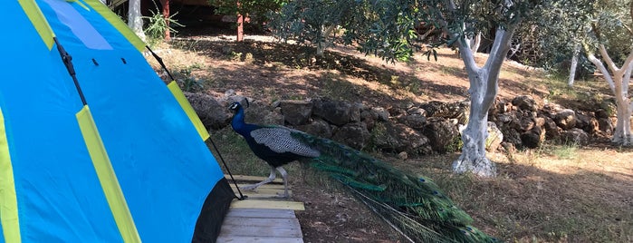 Ölüdeniz Doğa Kampı is one of South Shore Of Turkey.