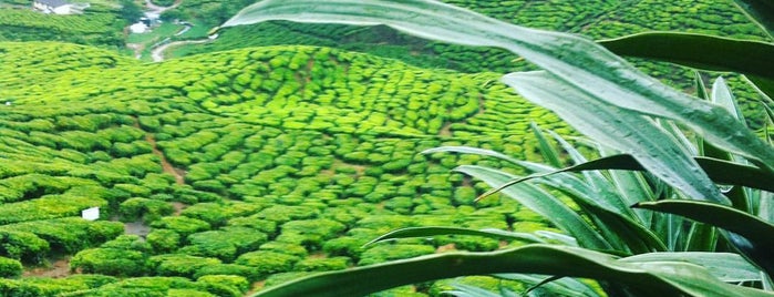 Bharat Tea Plantation is one of Malaysia.