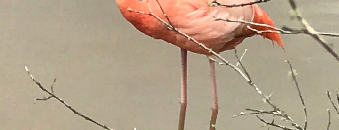 Laguna Salinas (Laguna de los Flamingos) is one of Islas Galápagos.