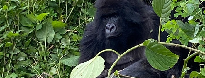 Virunga National Park is one of UNESCO World Heritage Sites.