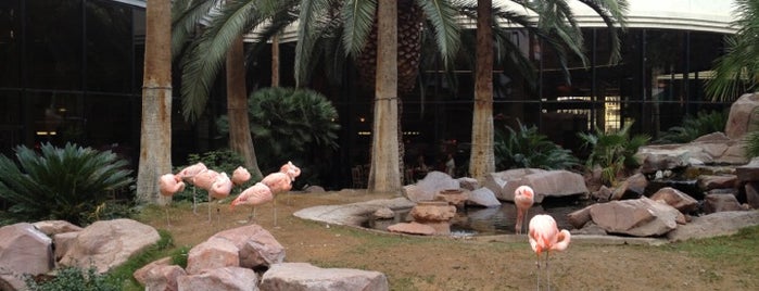Flamingo Wildlife Habitat is one of Vegas 12/13.