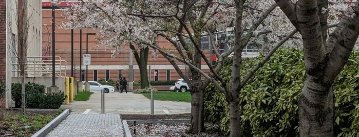 Liacouras Walk is one of Temple.