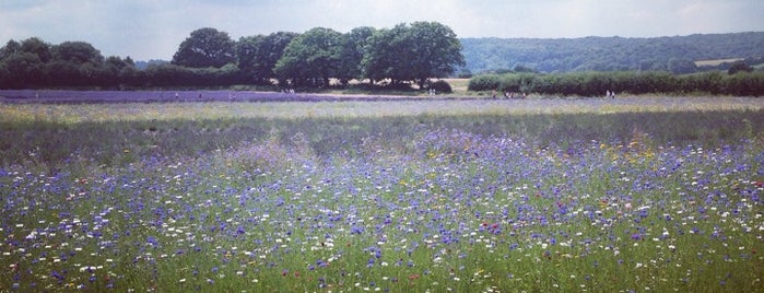 Lavender Fields is one of Whitehill.