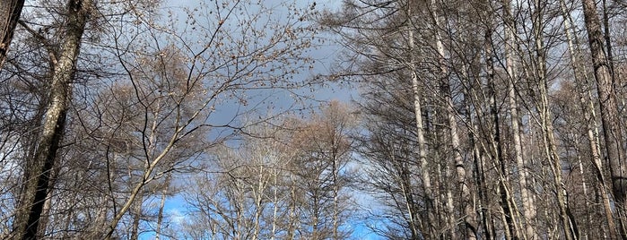 軽井沢野鳥の森 is one of 山と高原.