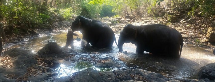 Elephant Livelihood Initiative Environment  (ELIE) is one of สถานที่ที่ carolinec ถูกใจ.