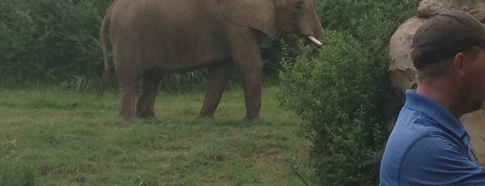 Nashville Zoo Elephant Savannah is one of nashville.