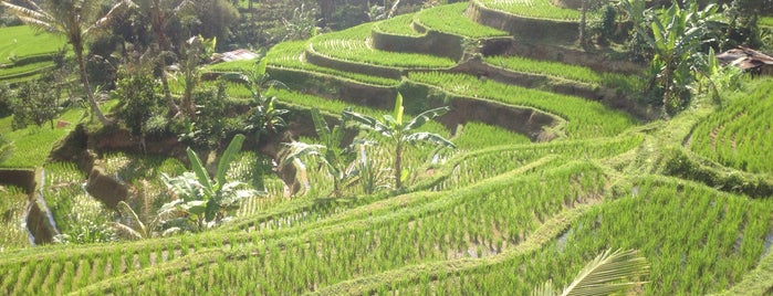 Jatiluwih Rice Terraces is one of bali.