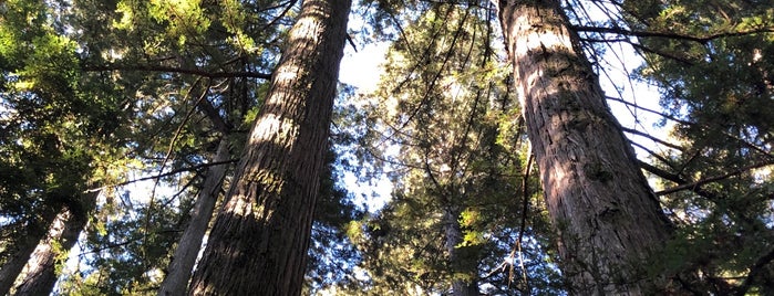 Grove of the Old Trees is one of Occidental Redwood Retreat.