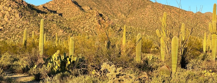 Saguaro National Park West is one of Sunset in Arizona.