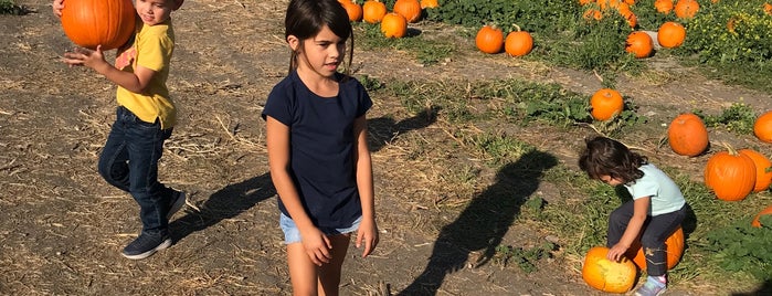 Cal Poly Pumpkin Patch is one of California.