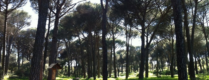 Monte del Pilar is one of Guide to Majadahonda's best spots.