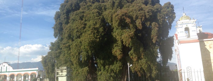 Árbol del Tule is one of Alejandroさんのお気に入りスポット.