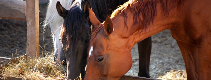 Домашняя конюшня "Валькирия" is one of Спорт.