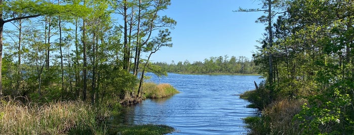 Alligator River Kayak Tour is one of Outer Banks.
