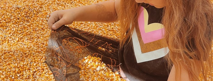 G&M Farms Corn Maze & Pumpkin Patch is one of SFBayArea_FamilyPlaces.