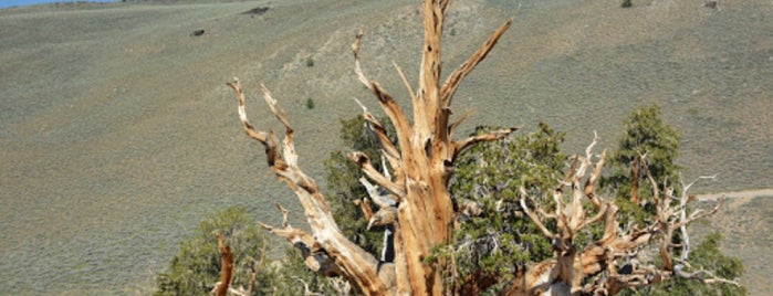 Ancient Bristlecone Pine Forest Visitor Information Center is one of CA, USA.