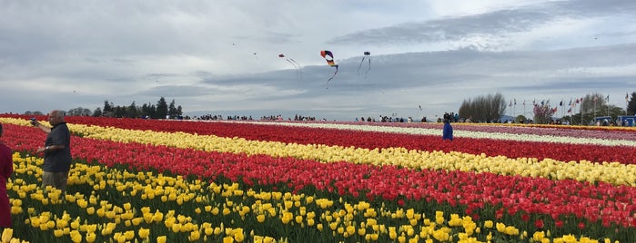 Tulip Town is one of United States.