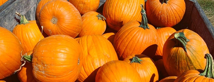 Lewin Pumpkin Patch is one of FARMS, APPLE/PUMPKIN PICKING, GARDENS.