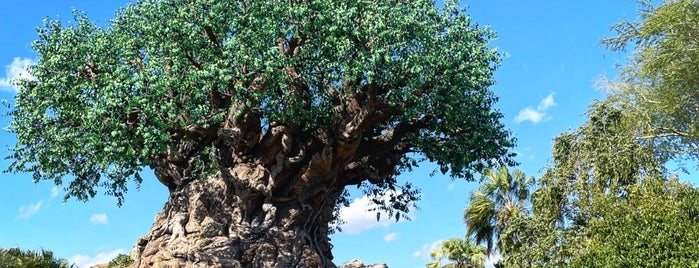 The Tree of Life is one of Florida Fun.