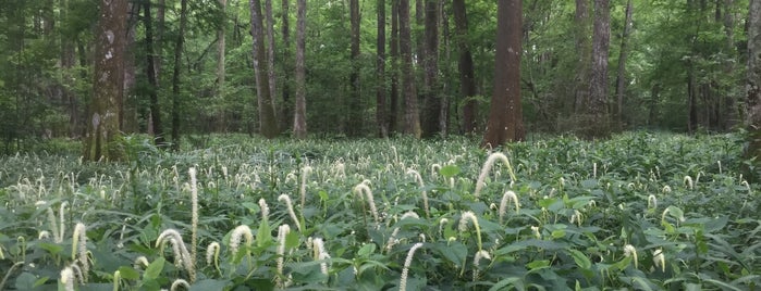 Bluebonnet Swamp Nature Center is one of Louisiana (LA).