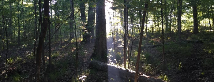 Chicot State Park is one of Louisiana must do's.