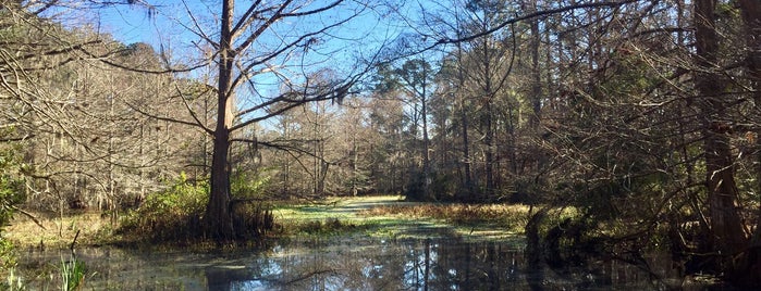 Northlake Nature Center is one of Family Activities.