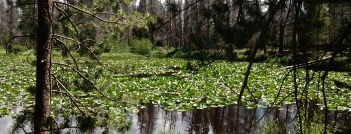 Lily Pad Lake is one of lizO's Saved Places.