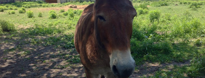 Donkey Sanctuary is one of Lugares favoritos de Carl.
