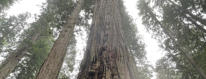 Lady Bird Johnson Grove is one of Hwy 101 - Redwoods.