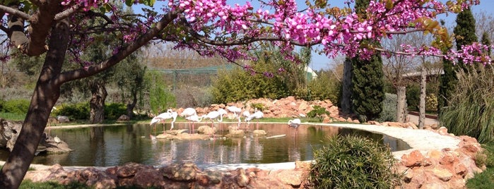 Attica Zoological Park is one of Great outdoors.