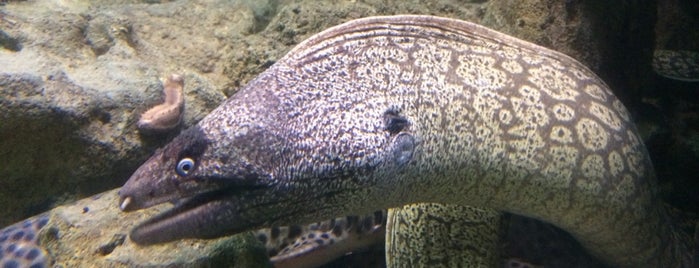 Aquarium Rovinj is one of András'ın Beğendiği Mekanlar.